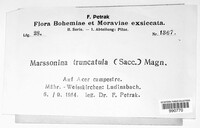 Marssonina truncatula image